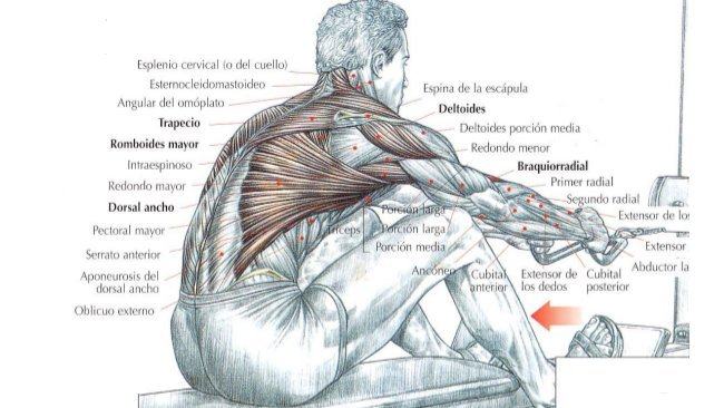 ejercicios de musculacion