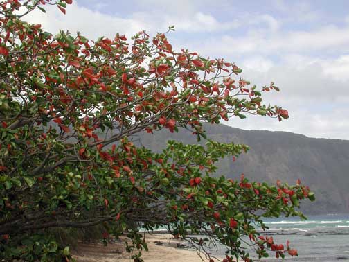 Almendro Malabar 